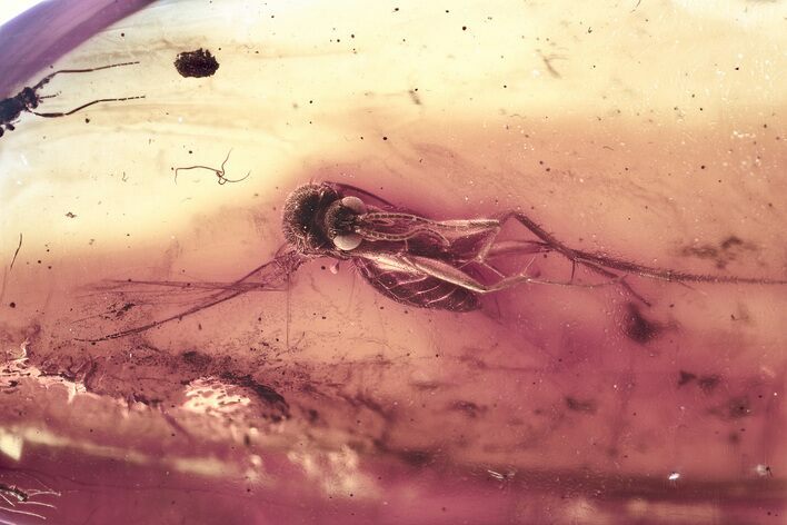 Detailed Fossil Fungus Gnat (Mycetophilidae) In Baltic Amber #372614